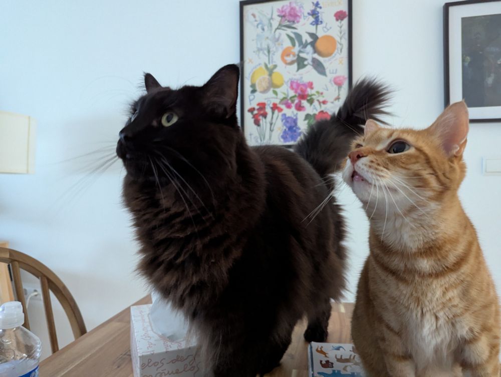 Gato negro gato naranja 