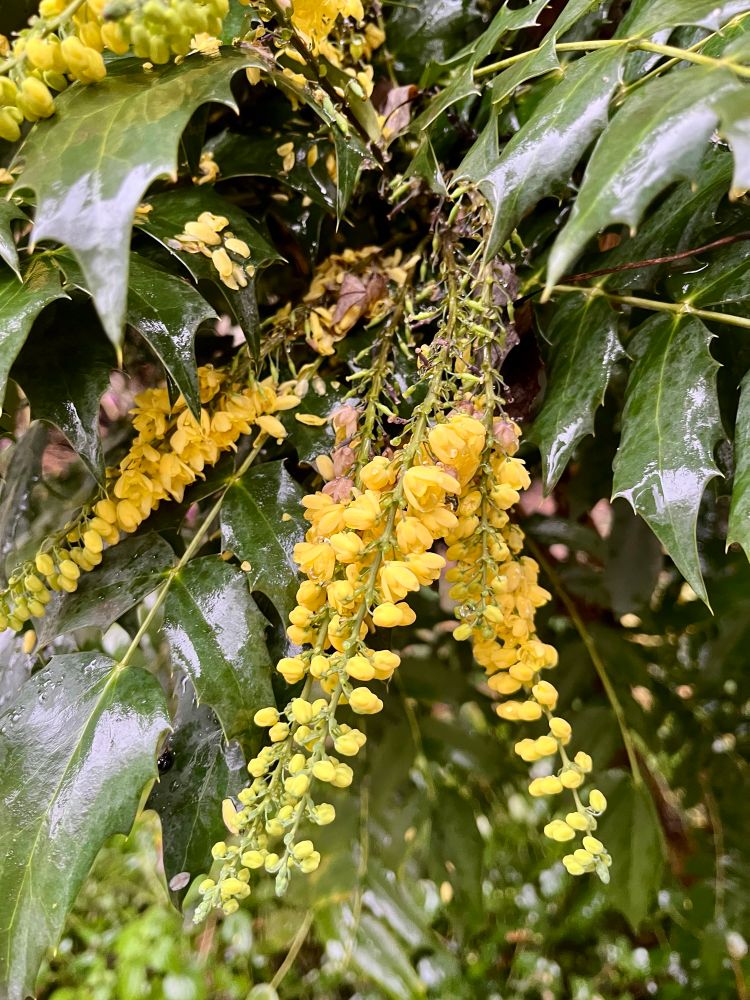 grappes de petites fleurs jaunes 
plante 