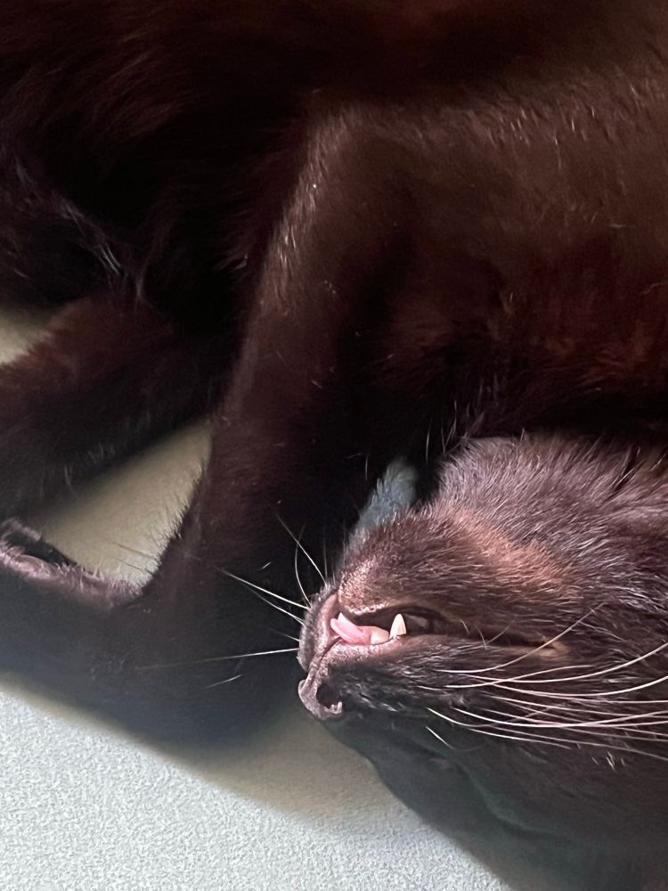 foto de um gato preto dormindo profundamente com a boca entreaberta com as presas e língua para fora