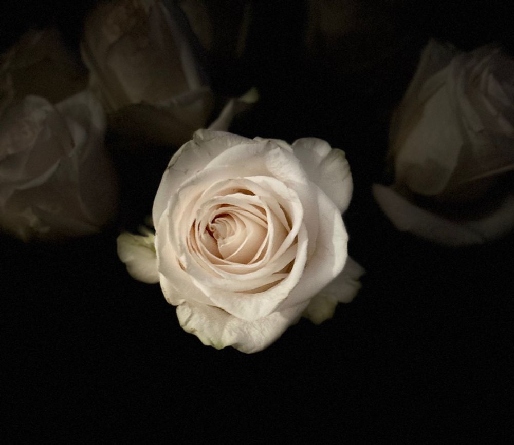 A white rose in the dark with other roses visible in the background. 