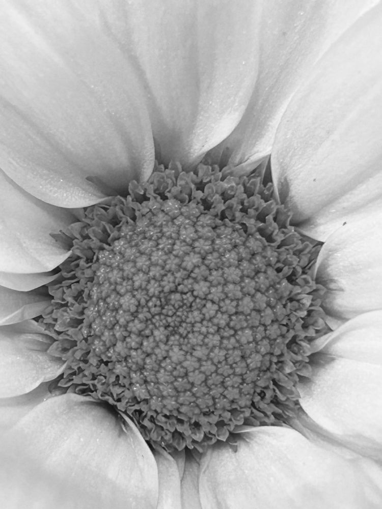 A close up of a daisy in monochrome 