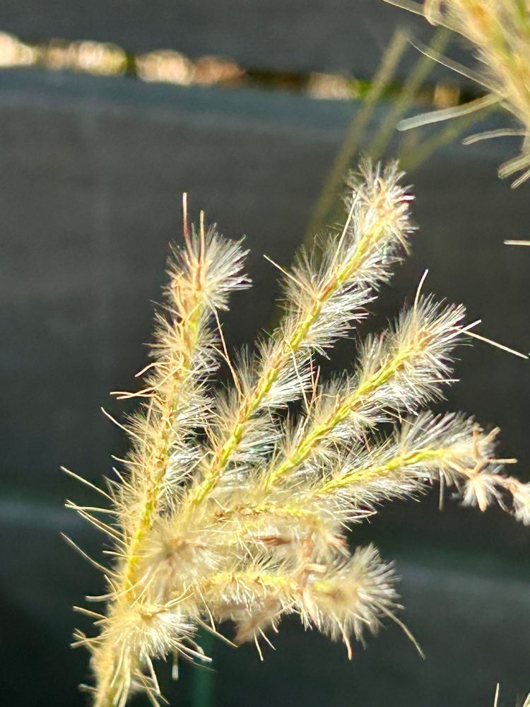 Windmill grass shining in the sunlight. 