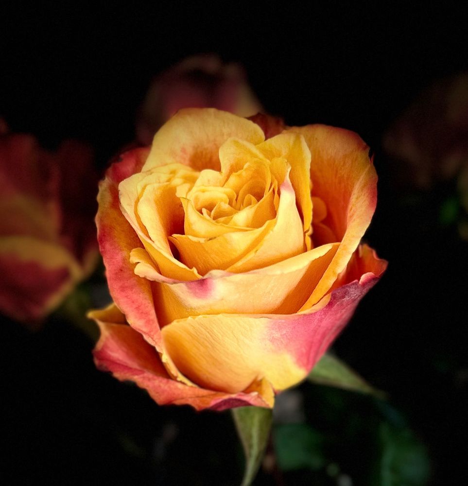 A blooming orange and yellow rose. 