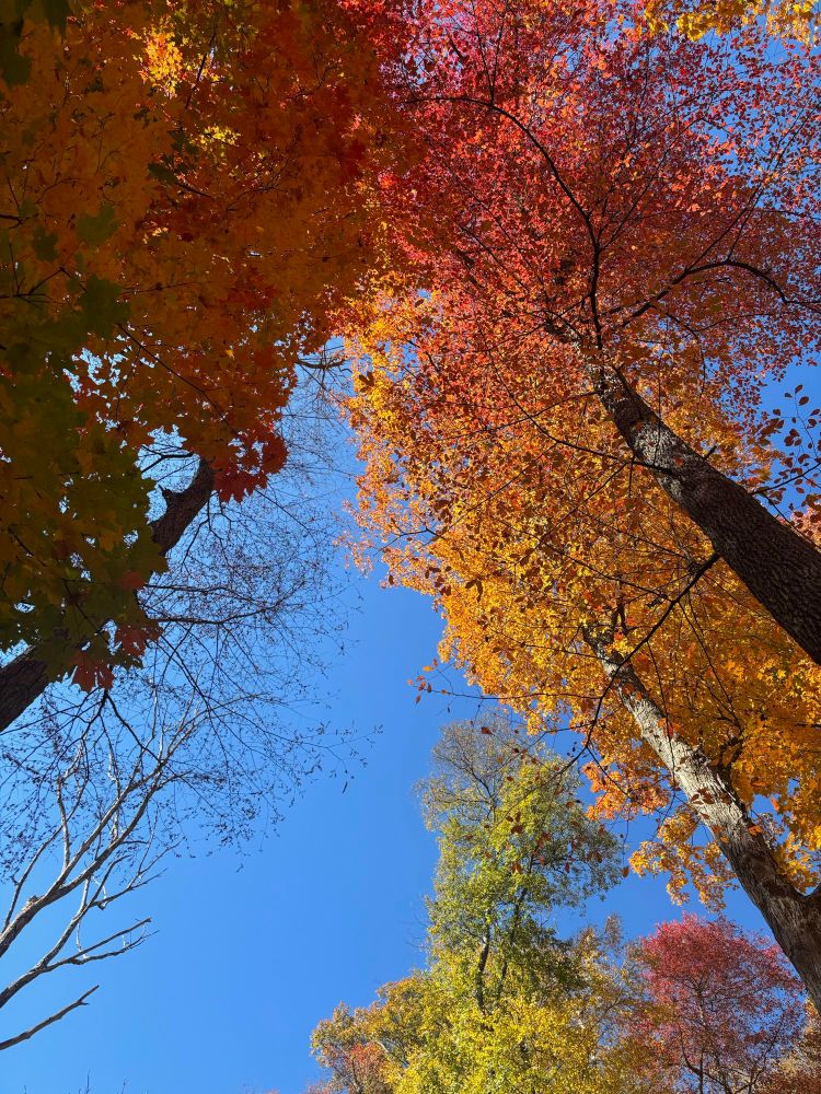 Looking up at some tall trees with red, yellow, orange, and green leaves. 