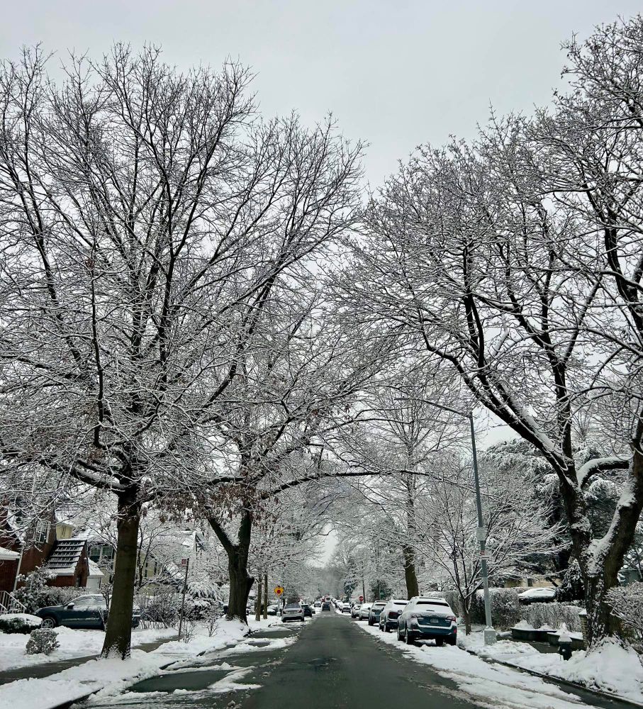 A tree lined street with covered snow. 