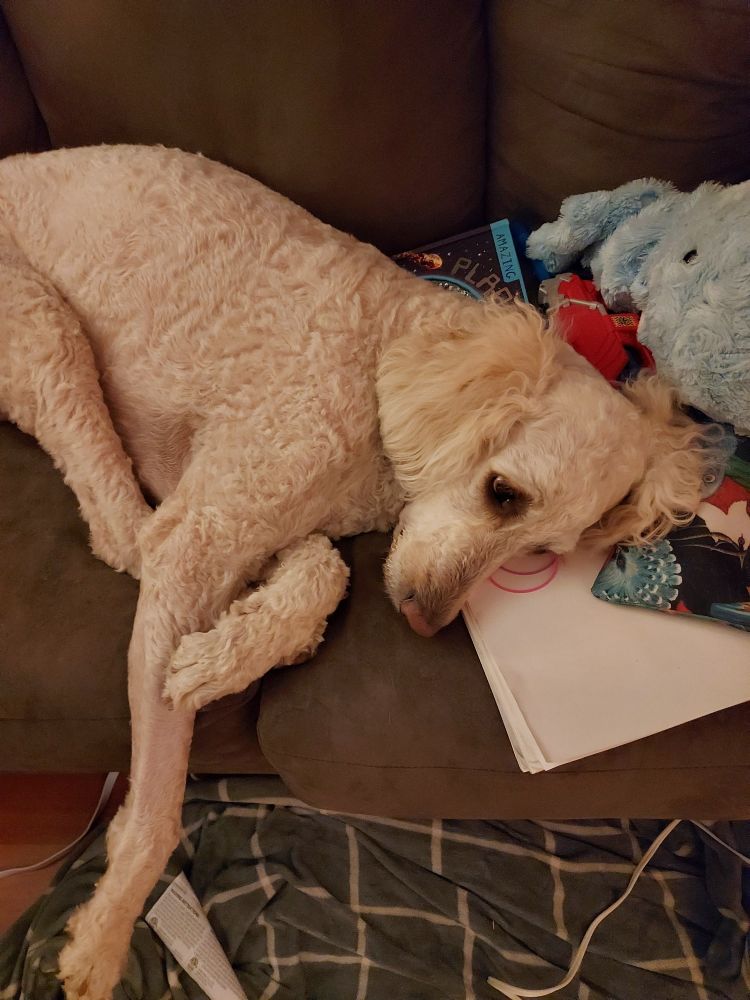 Goldendoodle on a couch