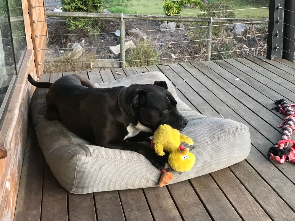 Missy, a black and white dog, lies on a grey cushioned bed on a wooden deck, holding a bright yellow duck toy between her paws.