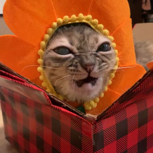 gumbus, a special little girl cat with wrinkly nose and gray tabby fur, in a plaid box and wearing an orange flower hat, nose scrunched and toothless mouth wide open