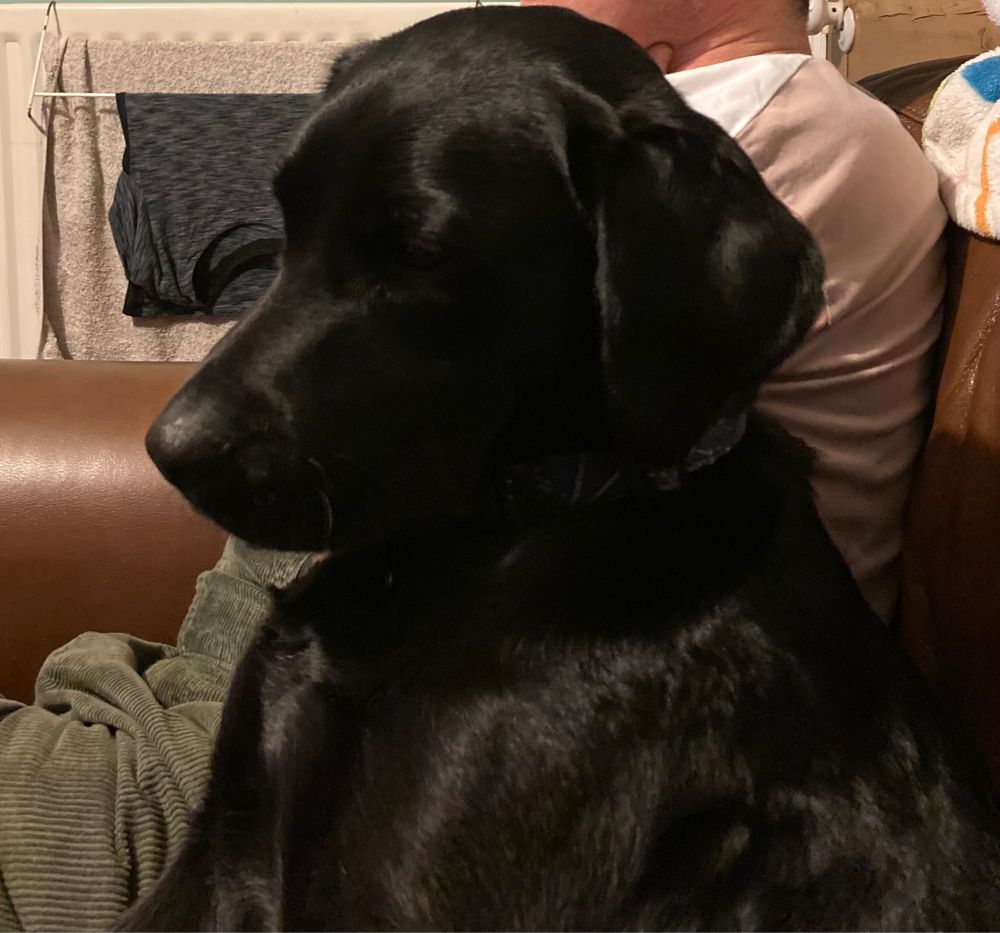 Black Labrador sits on a sofa.