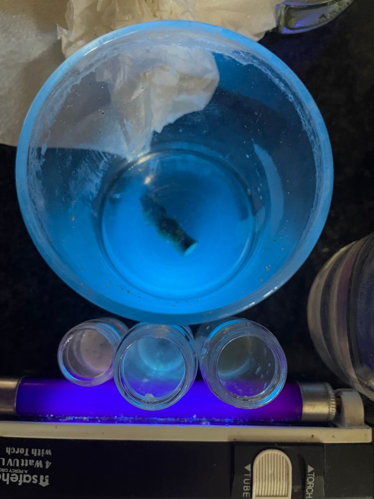 Showing blue fluorescence with a horse chest branch in water. Slight red with pumpkin seeds, blue with sesame and fennel seeds under uv light