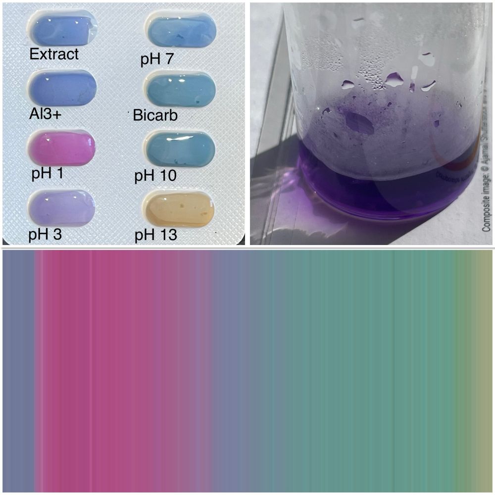 Testing the pH colour changes of a viola petal. Pink in acid, purple/ blue at neutral pH, then a gorgeous teal at around pH 8 and into the yellows above pH 12