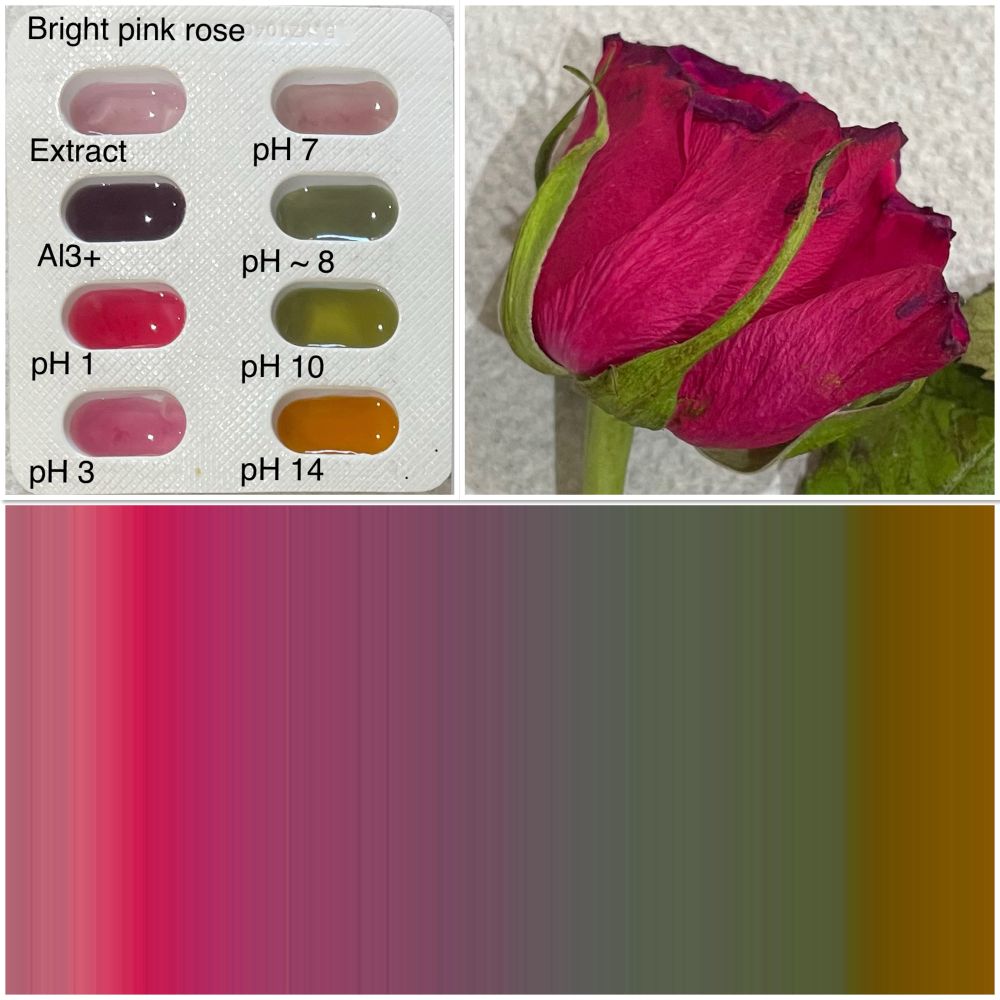 A collection of 3 pictures showing a deep pink flower and its pH evaluation in a blister pack for pH 1, 3, 7, 8, 10 and 14. Then there’s a continuous profile using RGB values to generate a plot for its neutralisation reaction from pH1 to 14