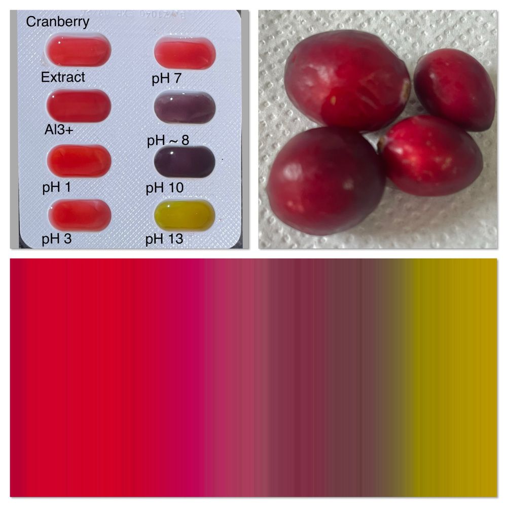 A collage of three photos showing some cranberries. The reaction of the extract at different pH ranging from reds, pinks, purple and yellow. Then a continuous pH profile from pH 1-14 showing how the colours change with the neutralisation reaction of acidified extract
