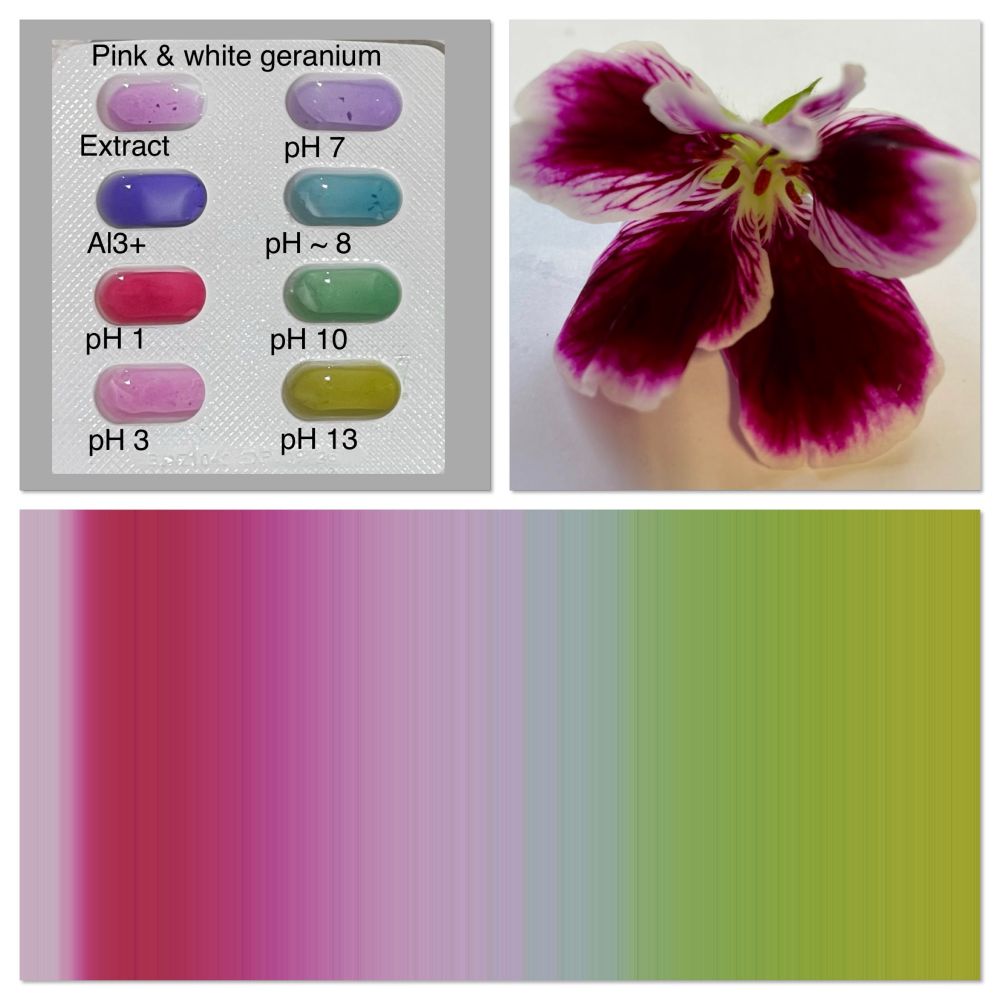 Anthocyanin extracts from the flower are added to different pH solutions to produce different colours - red in acid, blue/purple neutral and green/yellow alkali