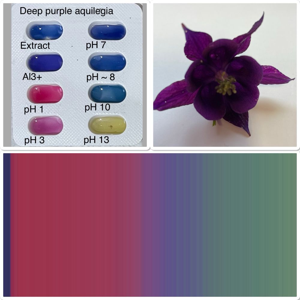Showing a picture of a deep purple aquilegia flower. Then the extract is evaluated at different pHs with reds, blues and yellows. Then a continuous pattern from pink to blues and green as the acidified extract is neutralised with alkali
