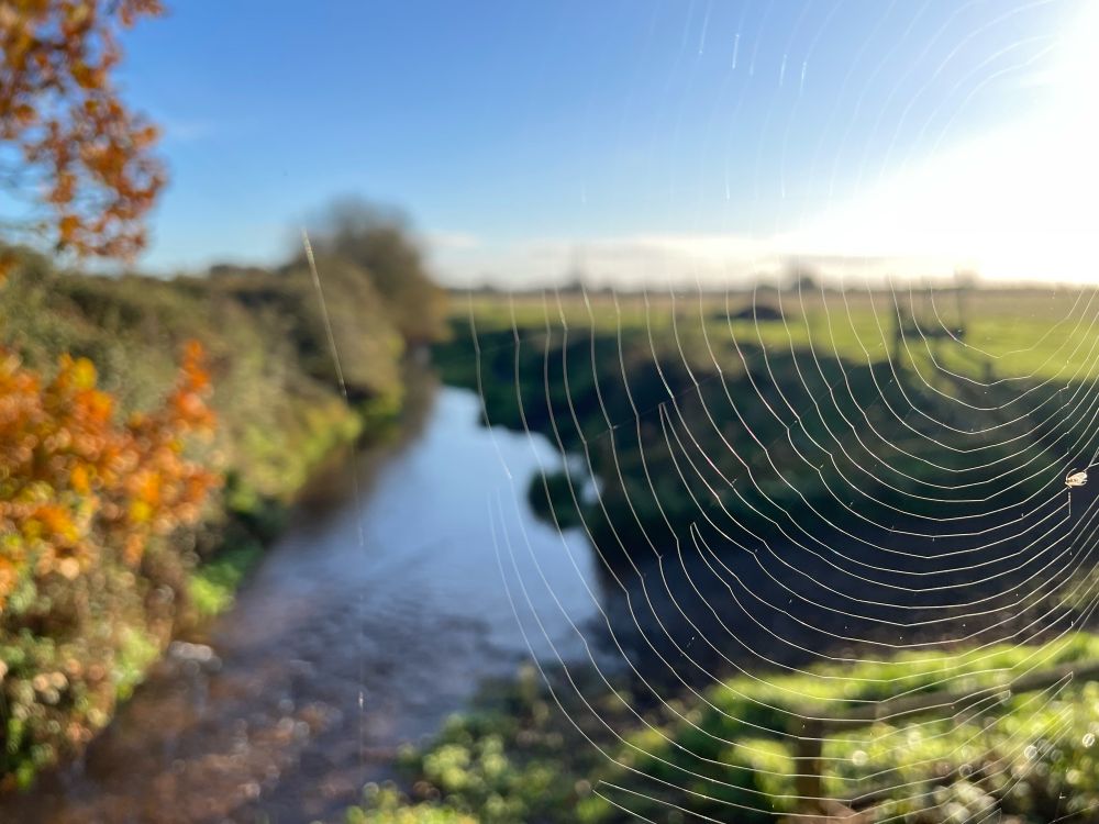 The picture shows a sunny day with blue skies. There is a cobweb in the foreground looking through it to a little steam and autumnal trees