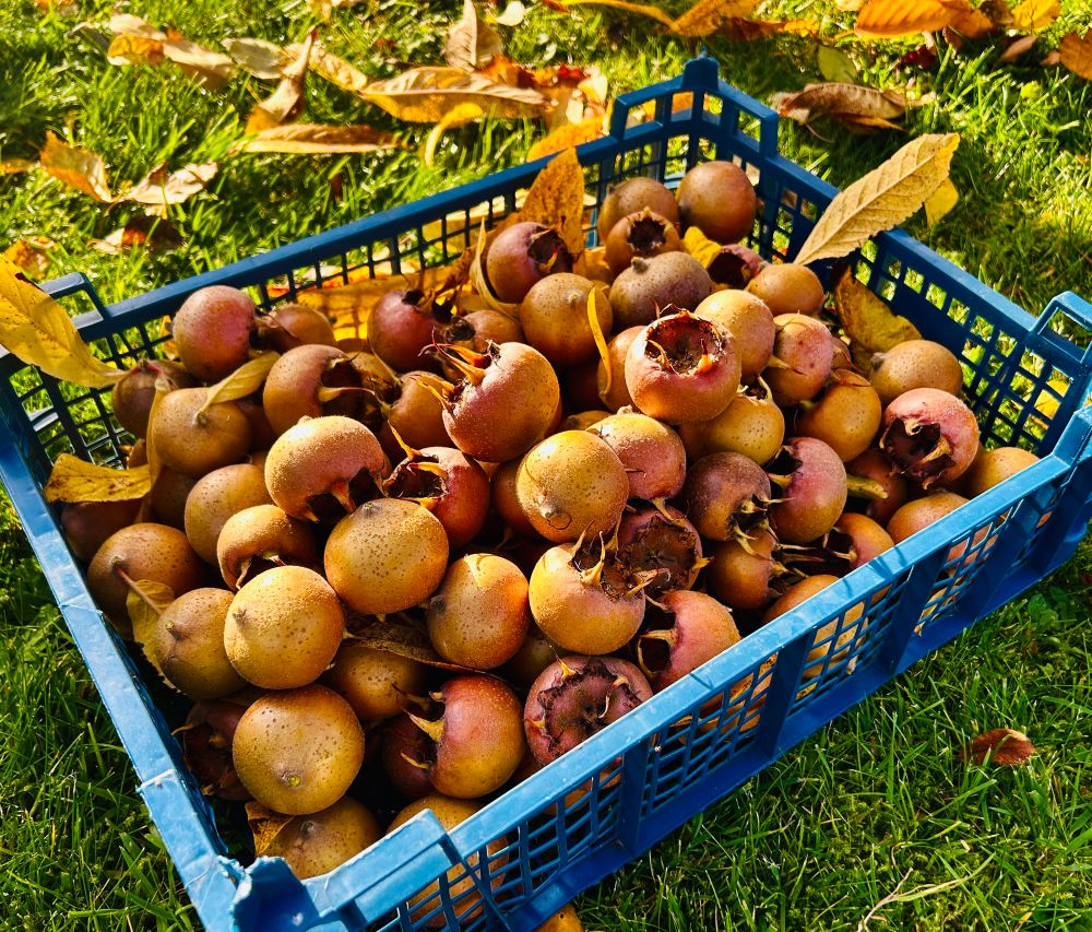 Basket of golden brown Medlar fruit.