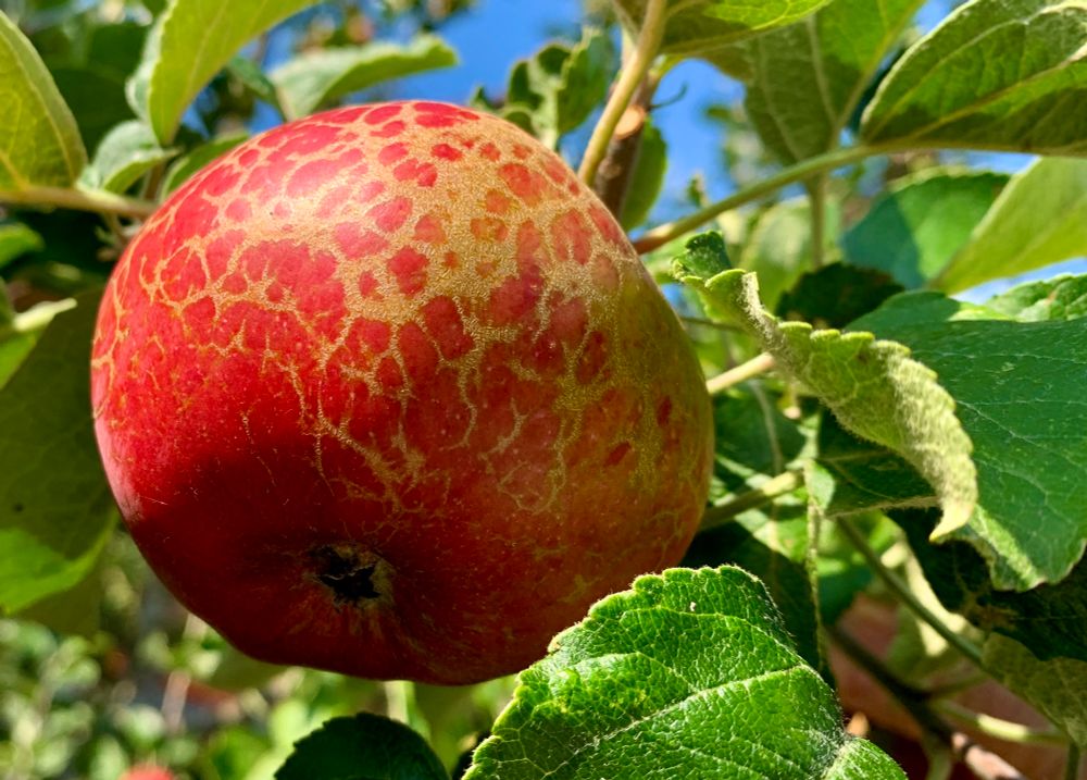 Typical red russeted Scarlet Crofton apple.