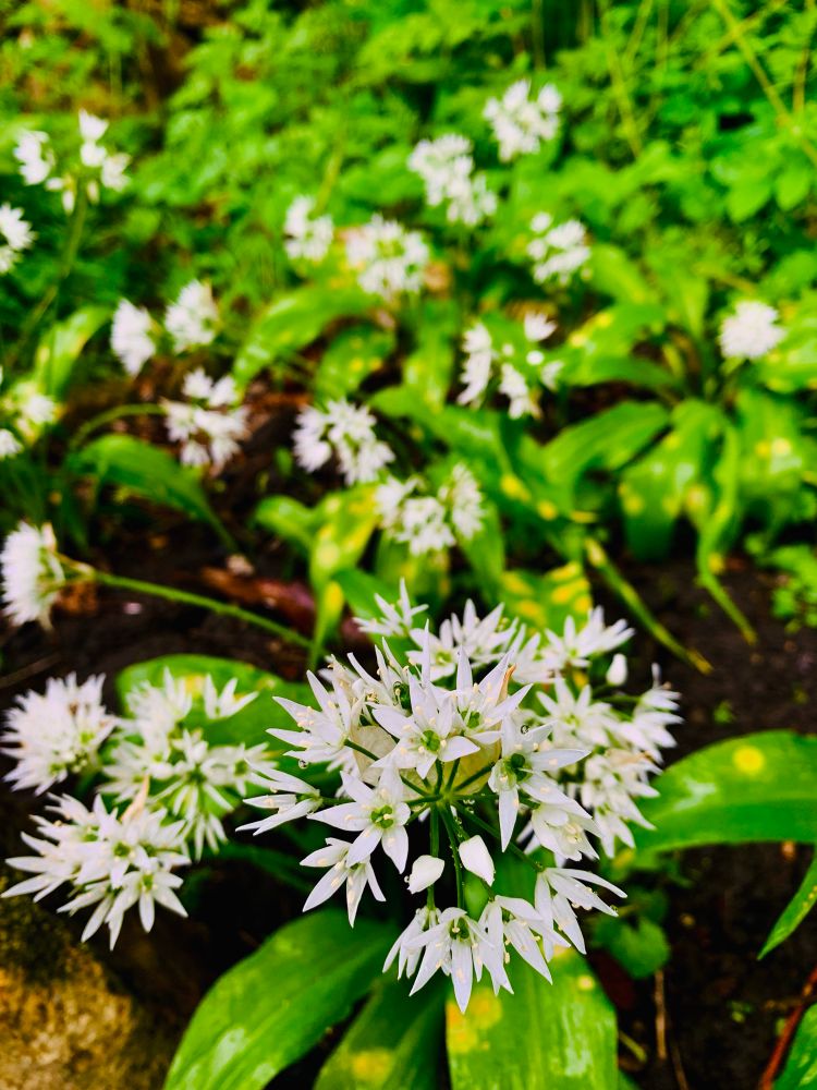Wild Garlic Flowers