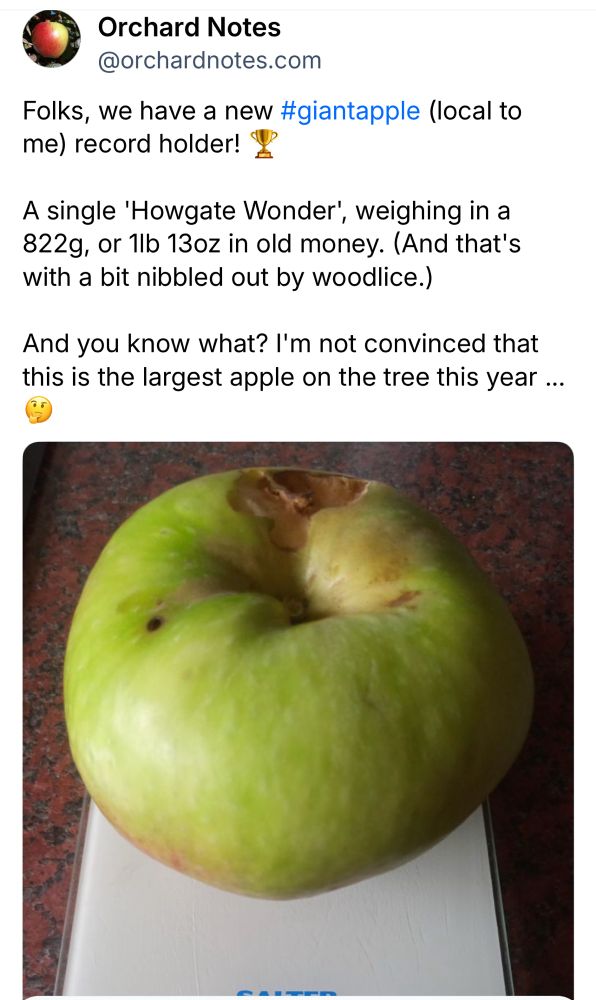 Orchard Notes mighty Howgate Wonder tipping the scales at 1lb 13oz