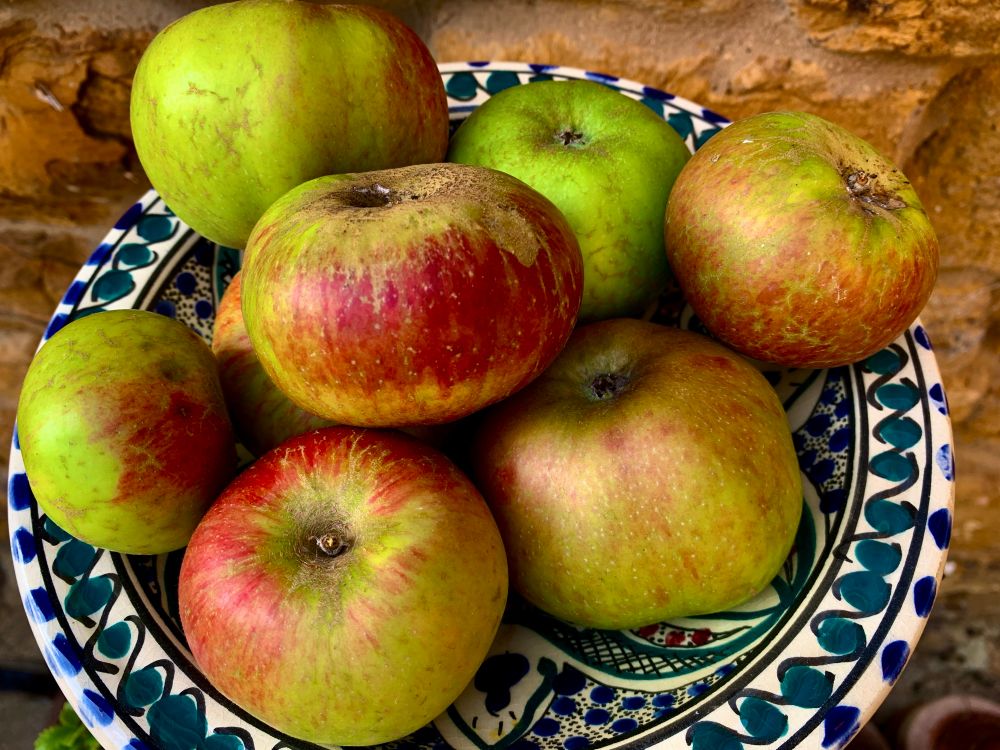 A bowl of windfall apples, pretty much ripe.