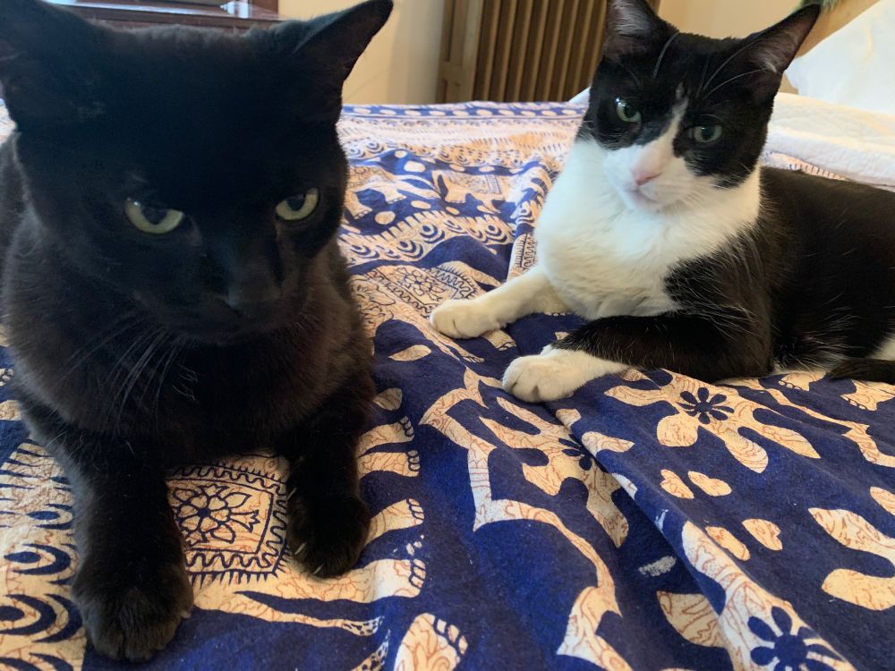 Dynamite, all black, and his brother Bacon, tuxedo cat, absolutely do not give a shit about anything right now.