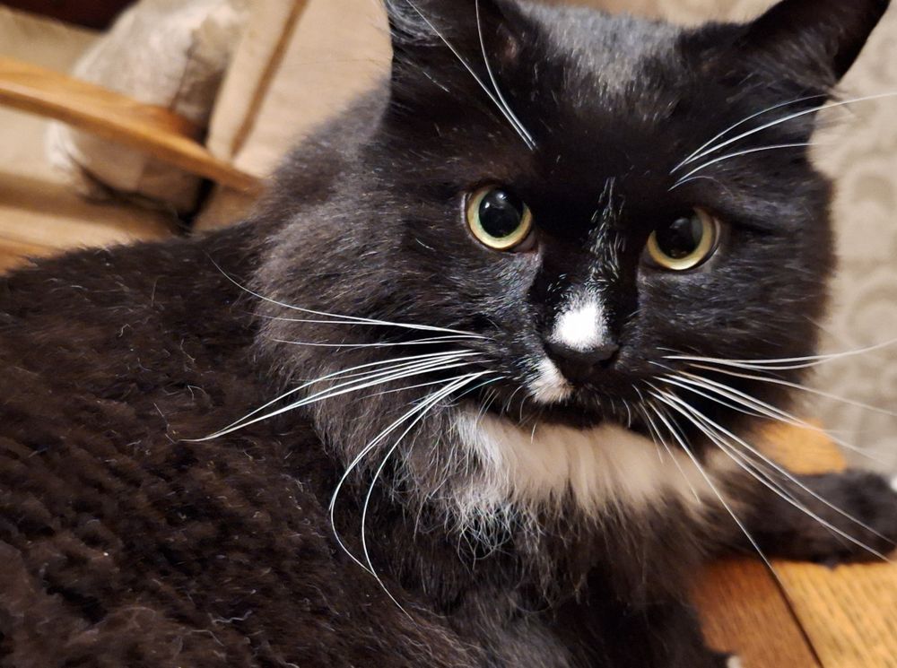 Black and white cat looking pensively at the camera.
