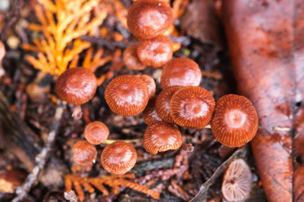 A cluster of small brown mushrooms. The ground is dark with some orange cypress leaf litter around it.