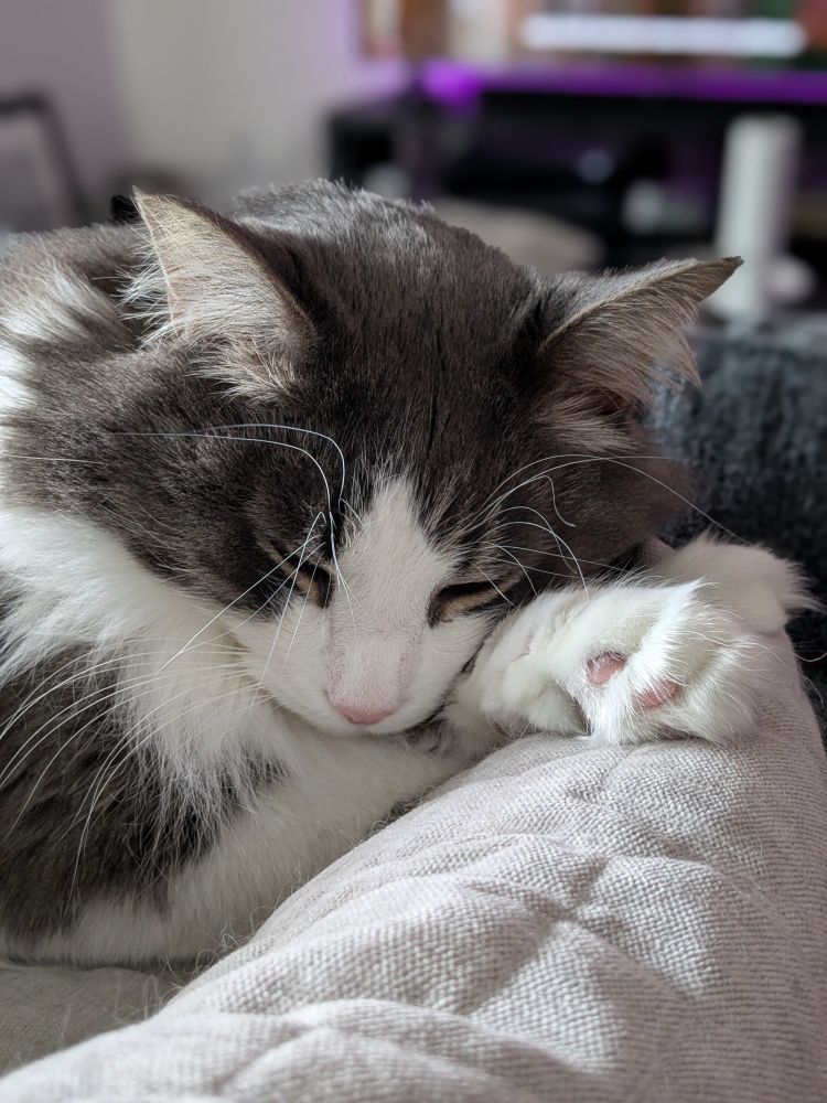 A fluffy grey and white cat snoozes on his perfectly criss-crossed little peets, tufty toe beans and Lloyd Bridges eyebrow whiskers on full display!