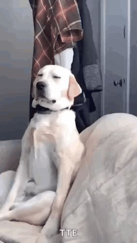 a dog is sitting on a couch with its eyes closed and a person standing behind it .