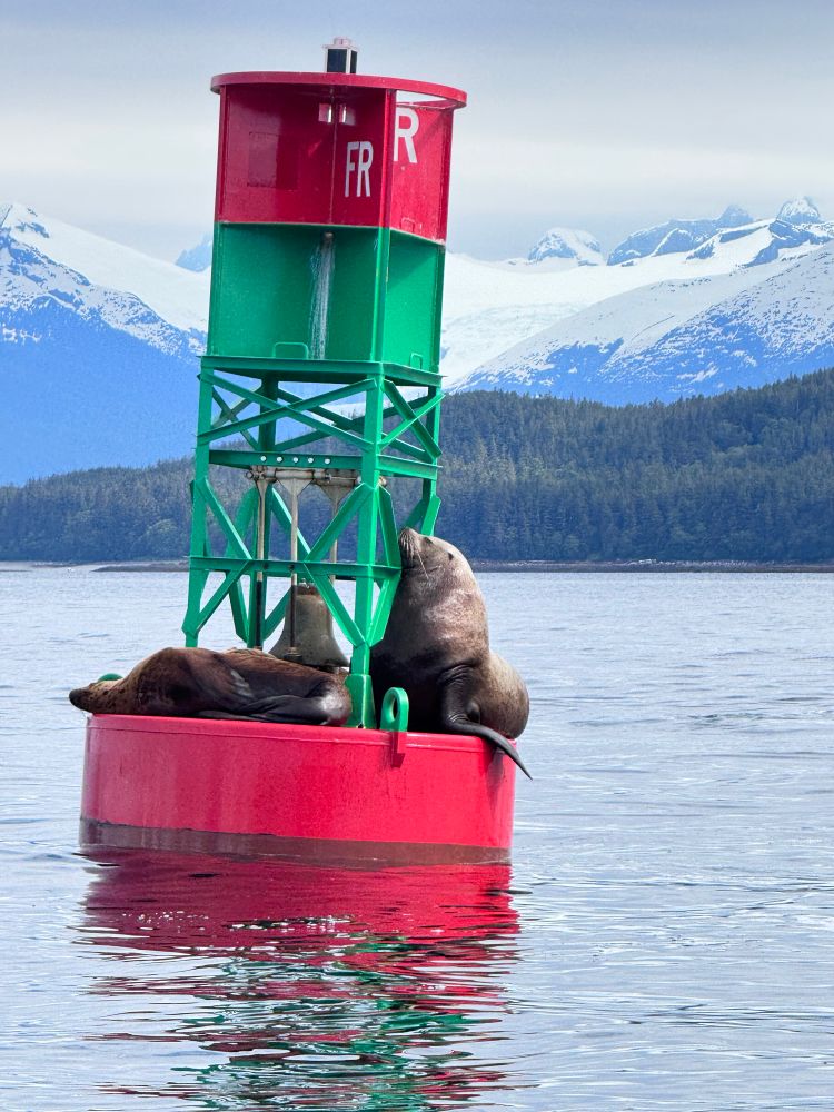 A group of stellar sea lions hanging out on a bright red and green buoy in the water in Alaska. There are trees in the background, and behind those, there are snow covered mountains. 