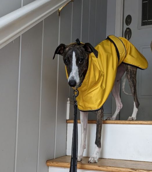 Whippet dog wearing raincoat