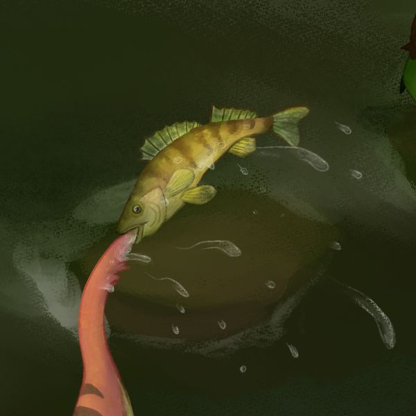 A walleye holding on to a kobold's tail as its pulled out of the water.