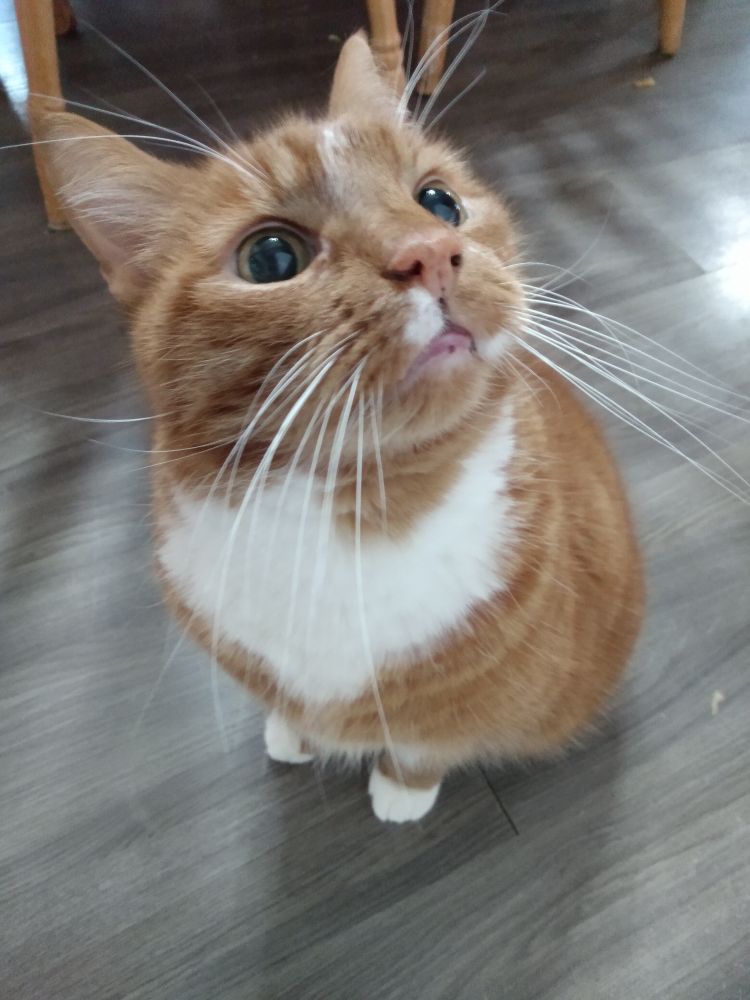 An orange cat gazing up expectantly. His pink bottom lip is stuck out a bit.