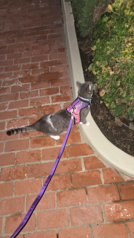 Chili the cat sniffs a shrub