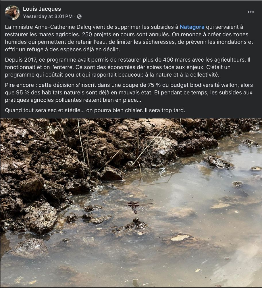 Post Facebook du 28/08/2025:
La ministre Anne-Catherine Dalcq vient de supprimer les subsides à Natagora qui servaient à restaurer les mares agricoles. 250 projets en cours sont annulés. On renonce à créer des zones humides qui permettent de retenir l’eau, de limiter les sécheresses, de prévenir les inondations et offrir un refuge à des espèces déjà en déclin.
Depuis 2017, ce programme avait permis de restaurer plus de 400 mares avec les agriculteurs. Il fonctionnait et on l’enterre. Ce sont des économies dérisoires face aux enjeux. C’était un programme qui coûtait peu et qui rapportait beaucoup à la nature et à la collectivité.
Pire encore : cette décision s’inscrit dans une coupe de 75 % du budget biodiversité wallon, alors que 95 % des habitats naturels sont déjà en mauvais état. Et pendant ce temps, les subsides aux pratiques agricoles polluantes restent bien en place… 
Quand tout sera sec et stérile… on pourra bien chialer. Il sera trop tard.