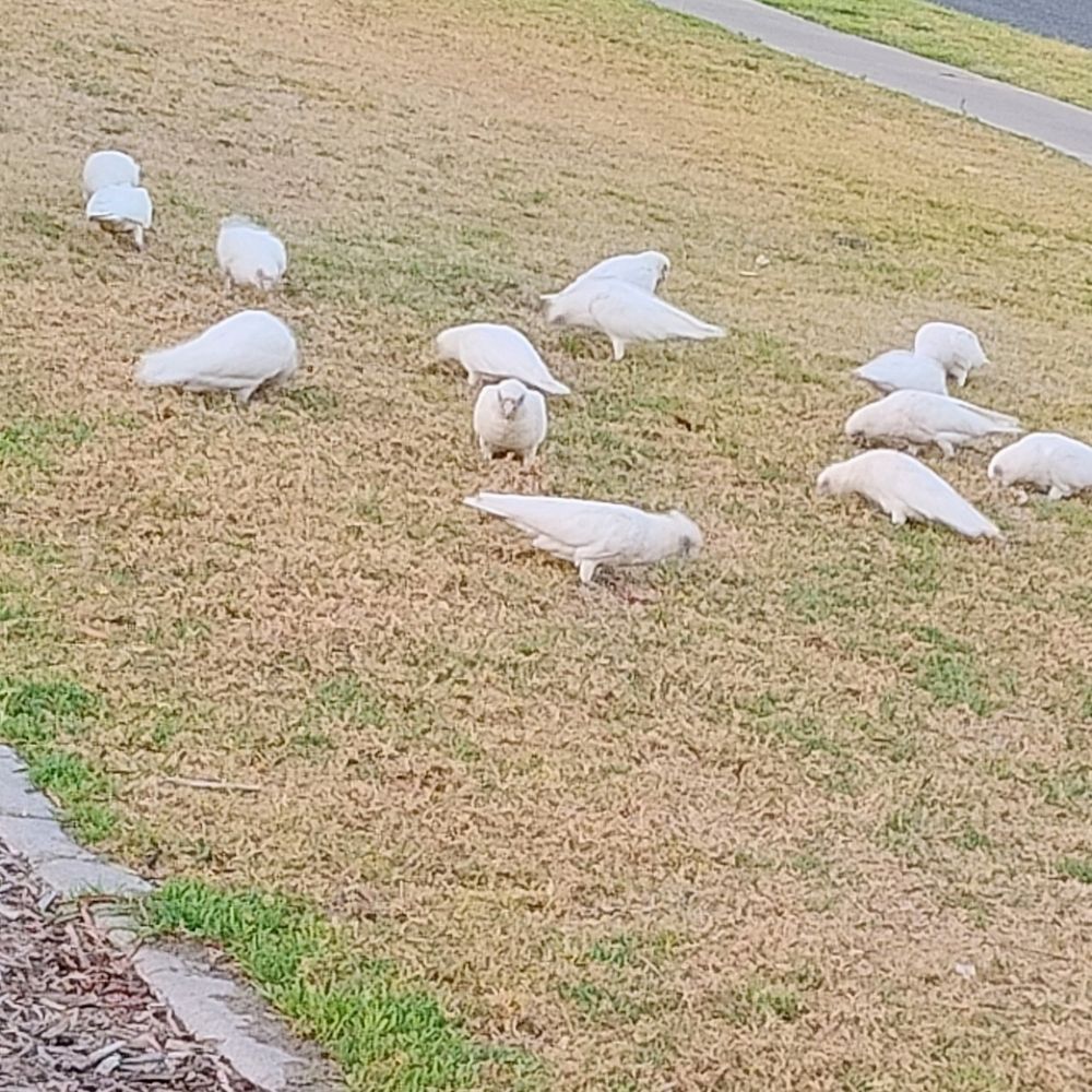 大量のオウムさん　オーストラリア