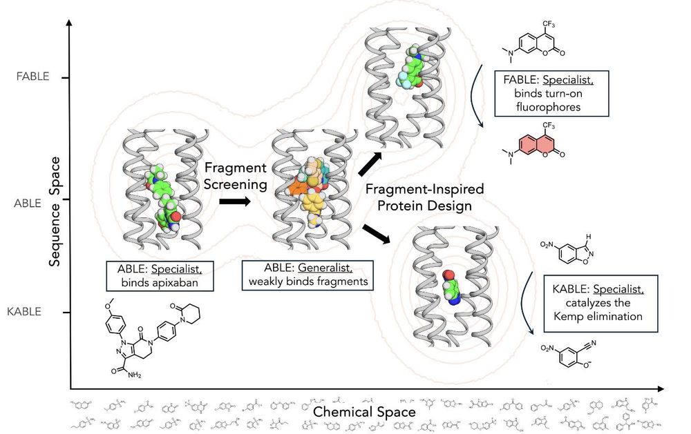A diagram illustrating the evolution of protein functionality through sequence and chemical space.

ABLE (bottom left): Depicted as a helical bundle binding the drug apixaban, labeled as a "specialist" in binding apixaban. Its binding site is shown as a filled cavity with the drug's structure.
ABLE as a generalist (center): After fragment screening, ABLE evolves to weakly bind various small molecule fragments, shown in a diverse array within the cavity. This transition highlights the exploration of chemical space.
FABLE (top right): Derived from fragment-inspired design, FABLE binds turn-on fluorophores. The binding site is reconfigured to fit fluorophores like Cou485, with their chemical structures displayed.
KABLE (bottom right): Another fragment-inspired evolution turns ABLE into KABLE, a Kemp eliminase. The structure of the substrate (5-nitrobenzisoxazole) is shown, with the binding site adapted for catalysis.
The axes represent "Sequence Space" (vertical) and "Chemical Space" (horizontal), emphasizing how the protein evolves through these dimensions to achieve specialized functions.
This schematic encapsulates the journey of ABLE from a specific binder to a generalist and then into two specialized proteins with distinct functionalities.