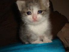 Crying cat meme 