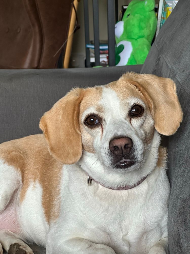 Portrait of a beagle