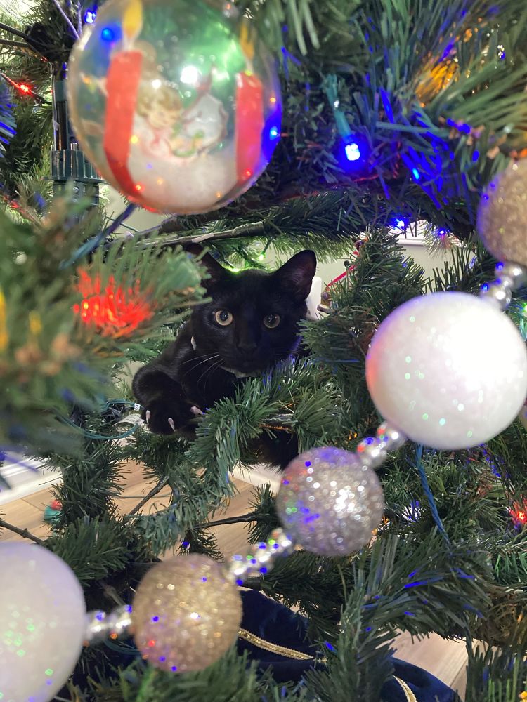 a black kitten sitting within the branches of a fake christmas tree. the kitten has yellow eyes and is wearing a collar. his paw is outstretched and his claws are showing. in this picture he is looking directly at the camera