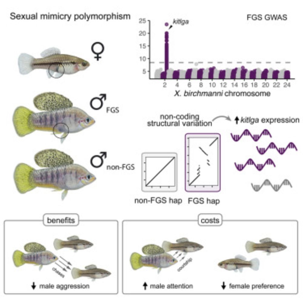 Structural genomic variation and behavioral interactions underpin a balanced sexual mimicry polymorphism