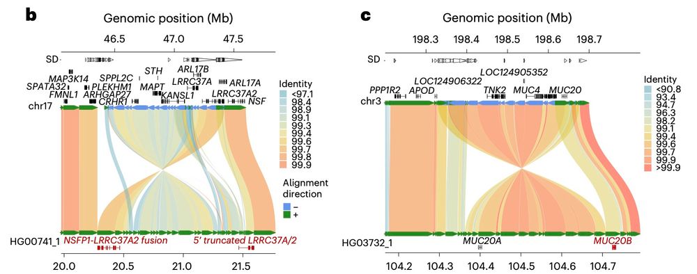 Plot of chromosome alignments from recent paper
