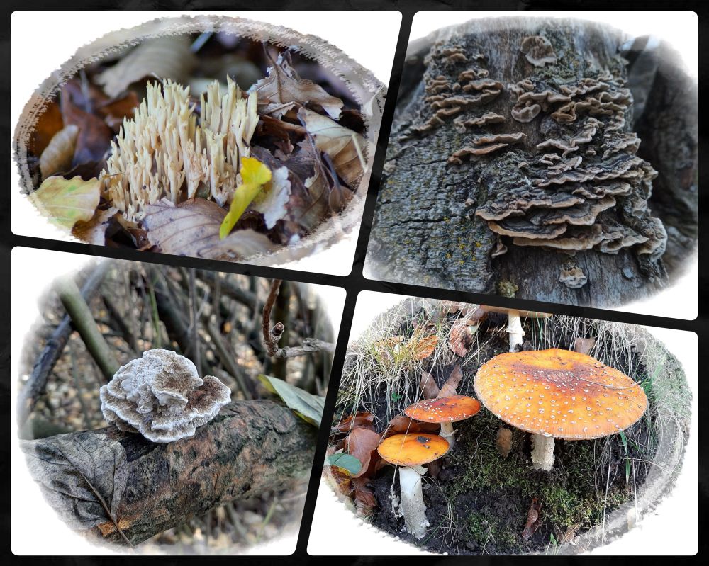 Verschiedene Pilze 🍻