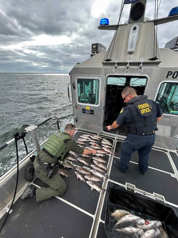 Two Officers counting dead fish while on a boat.