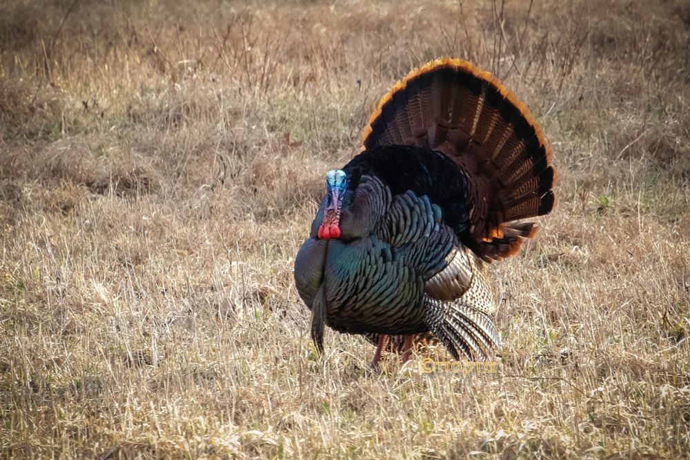 A tom turkey standing in a field with his tail feathers spread out.