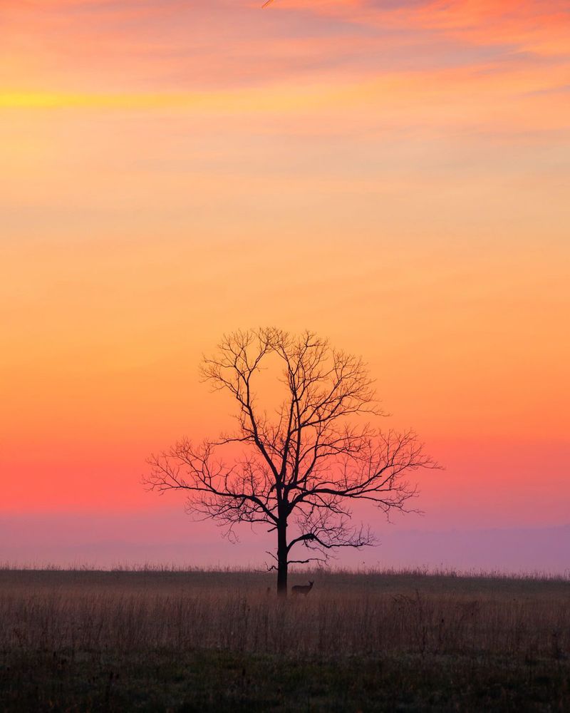 A deer stands under a tree in a field silhouetted by a pinkish-orange sunrise sky. 