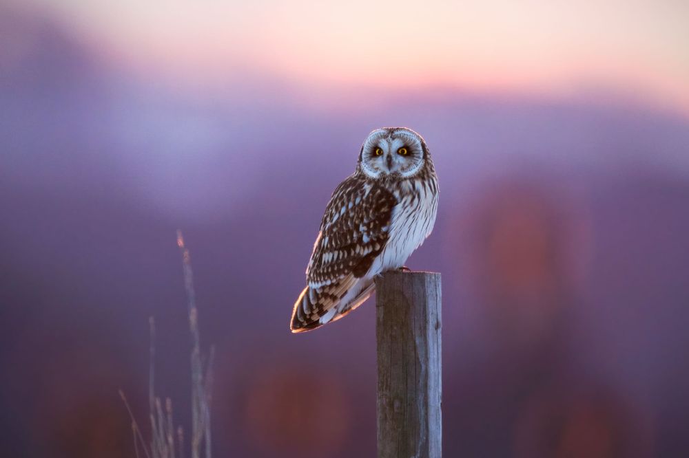 A short-eared owl perched on a wooden post. 