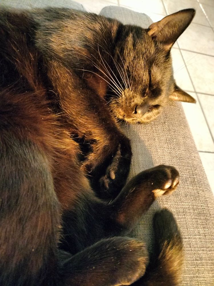 Un chat noir endormi sur le côté, baigné d'une lumière jaune depuis sa droite. Ses pattes avant sont recourbées. Il est sur un canapé gris et un sol en carrelage blanc se voit dans le fond