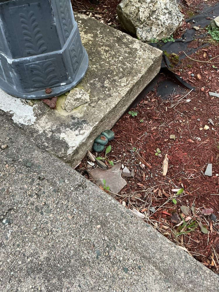 The base of a lamp post in red mulch, with turquoise mushrooms at the base of the concrete pad. It is a photo from above, looking down from above.